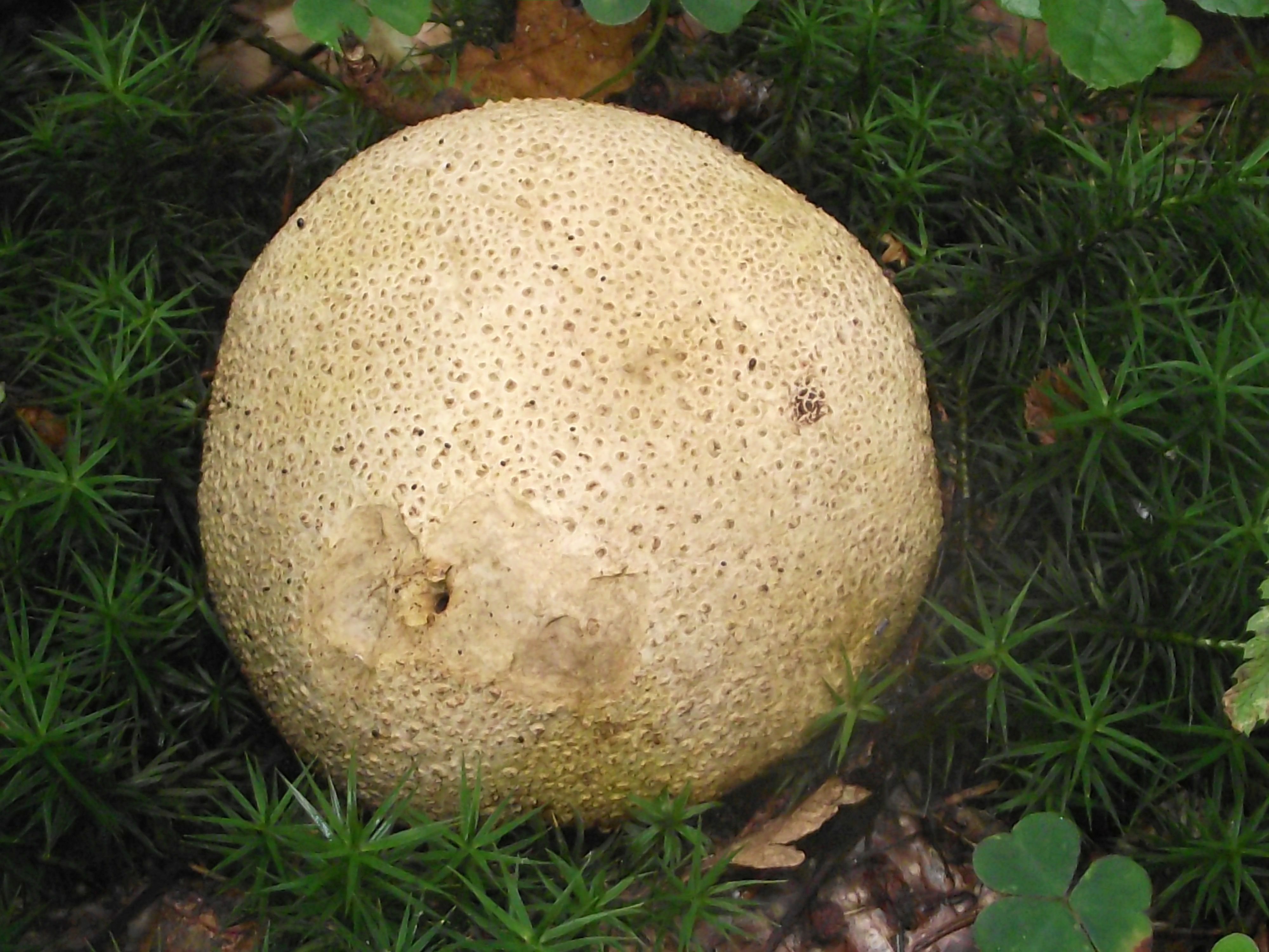 Dickschaliger Kartoffelbovist